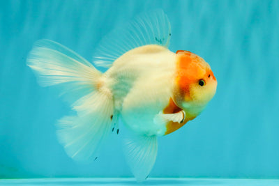 SPECIAL A Grade Tancho Sakura Oranda Male 5.5-6 inches #073126OR_09