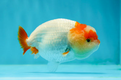 Baby Red White Jade Head Lionchu Female 3.5 inches #0202LC_14