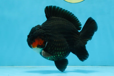 BATMAN A Grade Tricolor Yuanbao Male 5 inches #110725YB_08