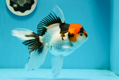 Mâle Oranda tricolore à masque noir de catégorie A 5,5 pouces #0105OR_12