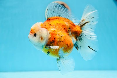 Show Grade Godzilla Oranda Female 6.5 inches #0804OR_15
