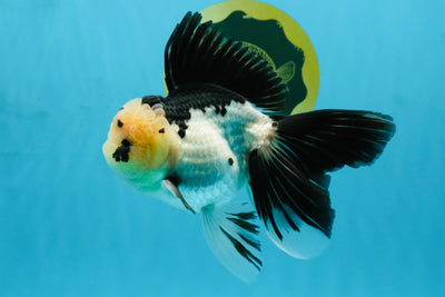 Panda Oranda Male 5.5-6 inches #032726OR_13
