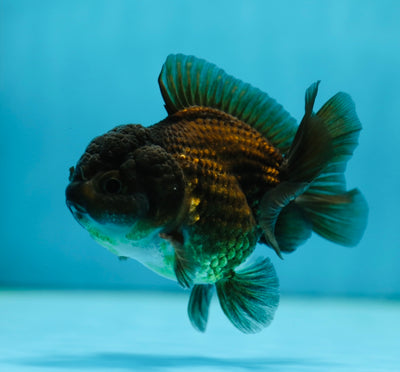 Yuanbao mâle noir de catégorie A 4 pouces #0804YB_11