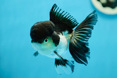 AAA Grade Panda Oranda Male 4.5 inches #0915OR_06