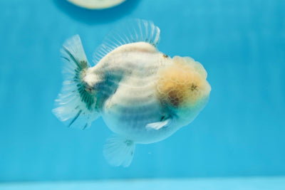 Granit Wen marbré de qualité A Yuanbao 3,5 à 4 pouces #0825YB_14