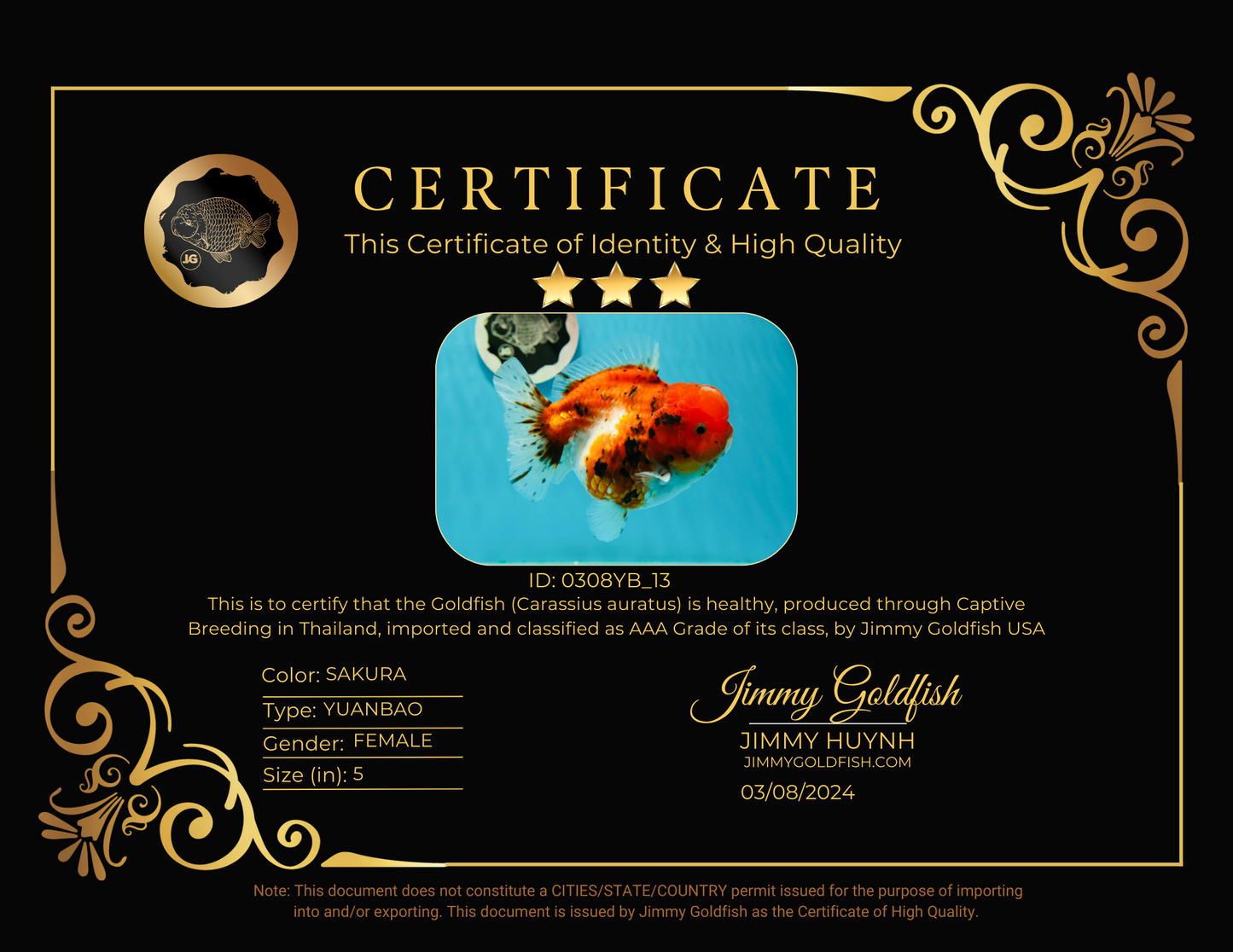 AAA Grade Grounded Belly Sakura Yuanbao Female 5 inches #0308YB_13