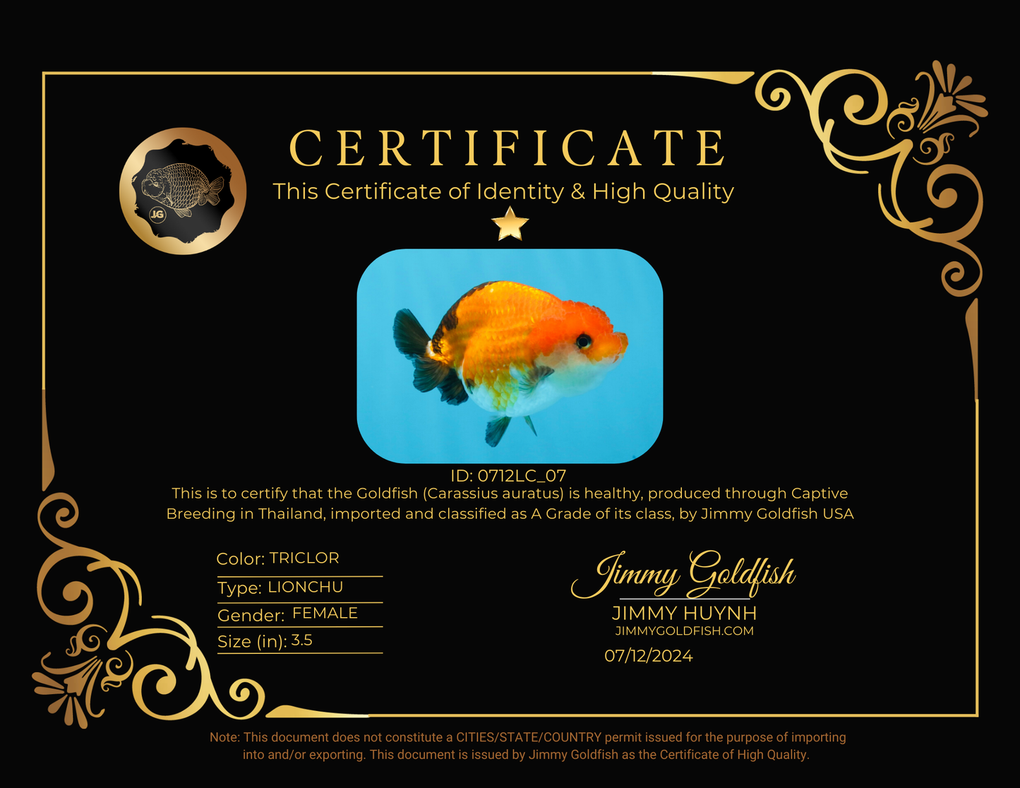 LionQueen tricolor de cola negra de grado A de 3,5 pulgadas n.° 0712LC_07