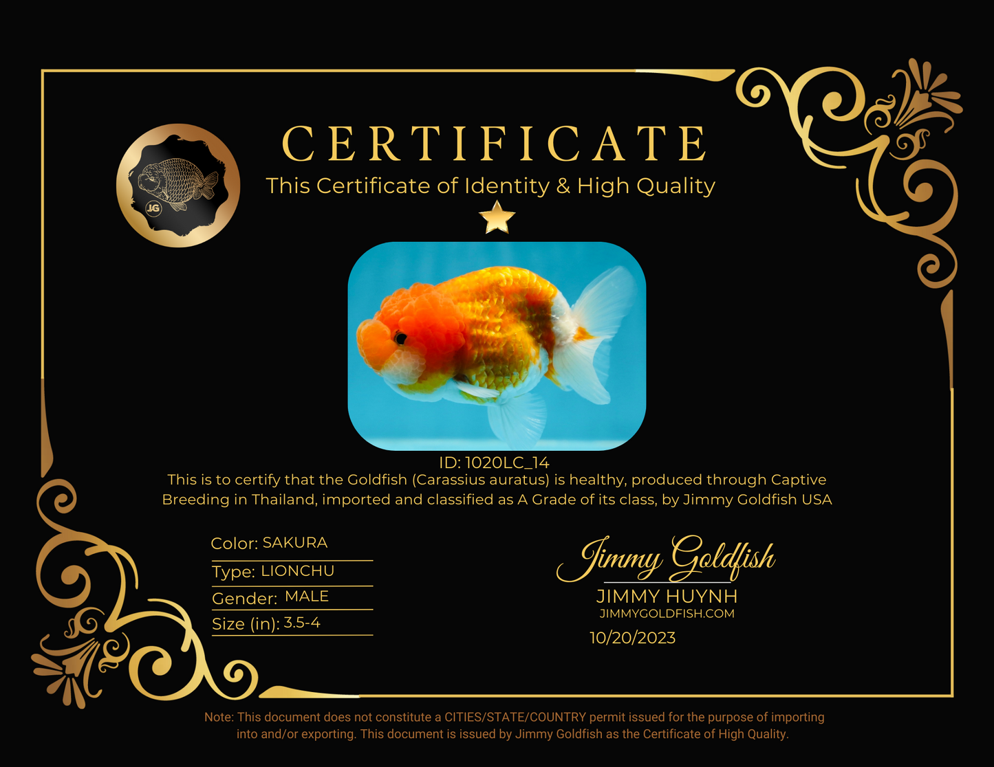 A Grade Sakura LionKing 3.5-4 inches #1020LC_14