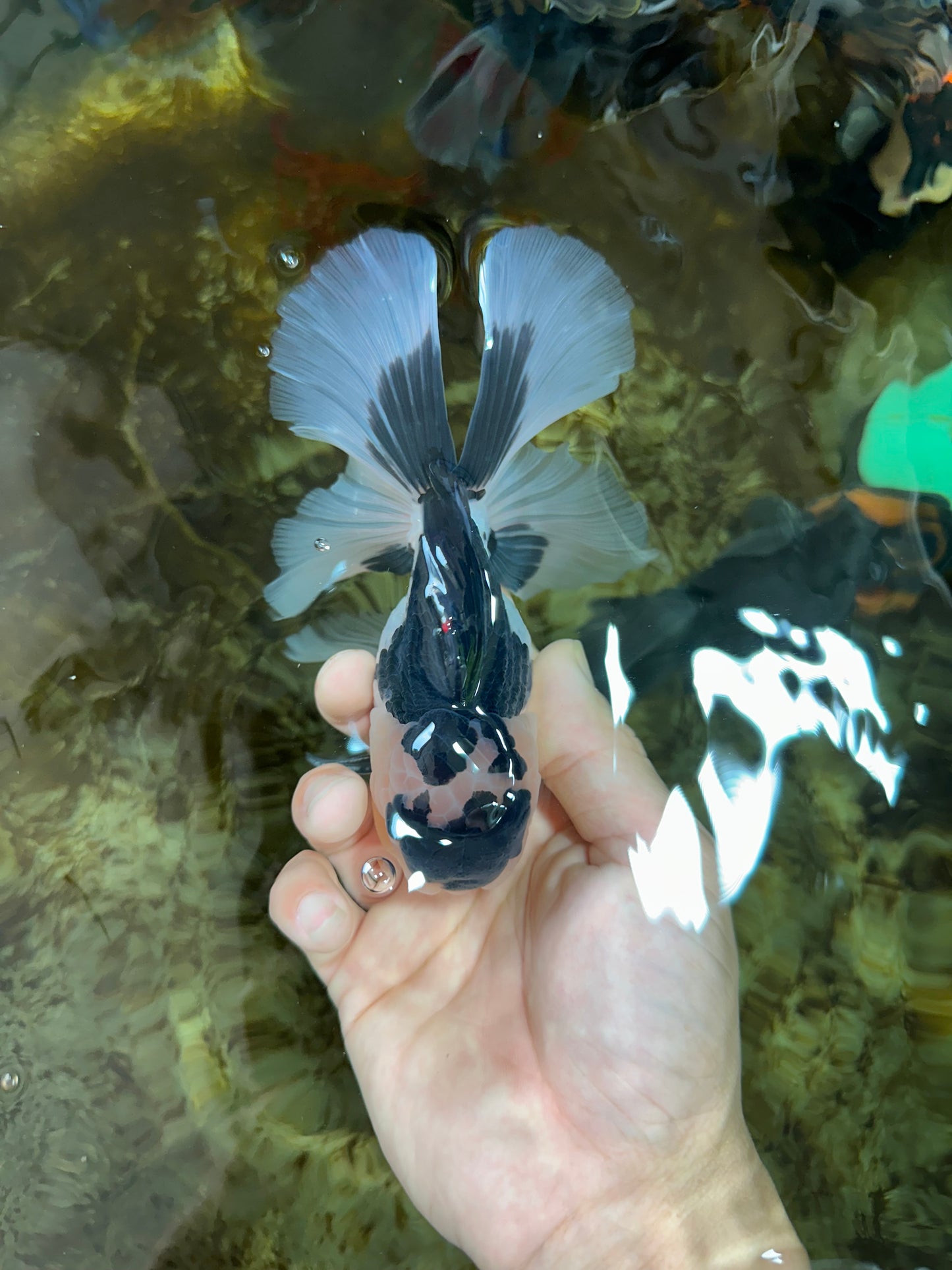 CHUBBY CHEEK Panda Oranda Male 5.5 inches #080125OR_19