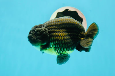 AAA Grade Black Copper LionKing 4.5-5 inches #0517LC_15