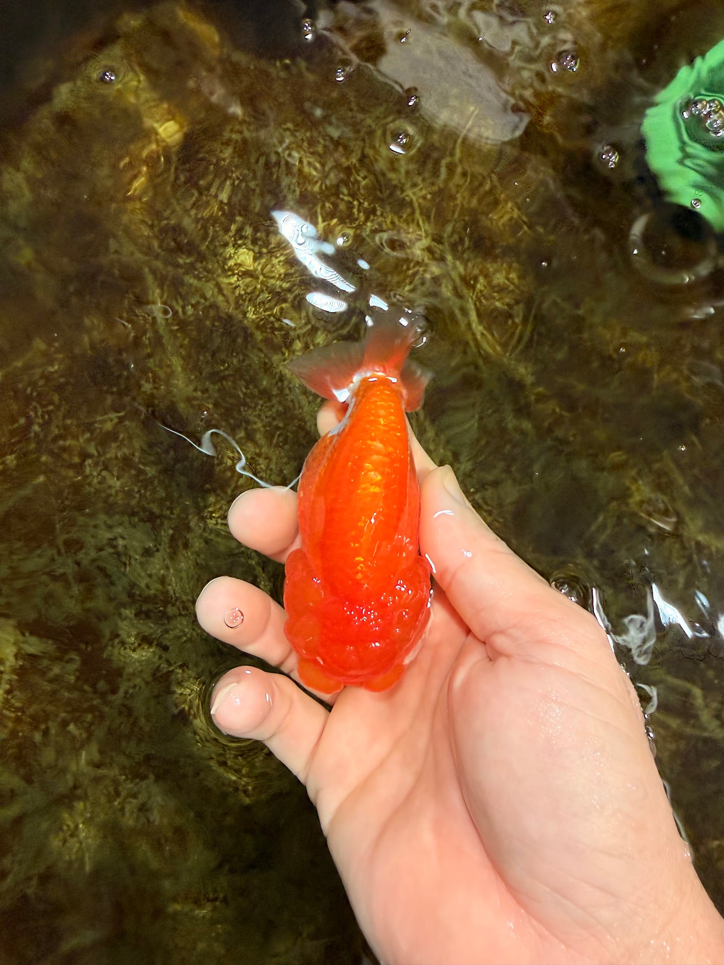 CHEEKY Red White LionChu Female 3.5-4 inches #120525LC_18