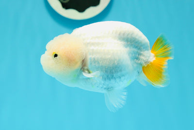 Snow White Neon Tail Lionchu Male 4-4.5 inches #0531LC_08