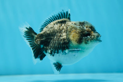 Femelle Kirin Yuanbao bleue de catégorie A, rare, 4 pouces #0811YB_11