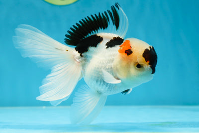 Tricolor Oranda Male 5 inches #052325OR_07
