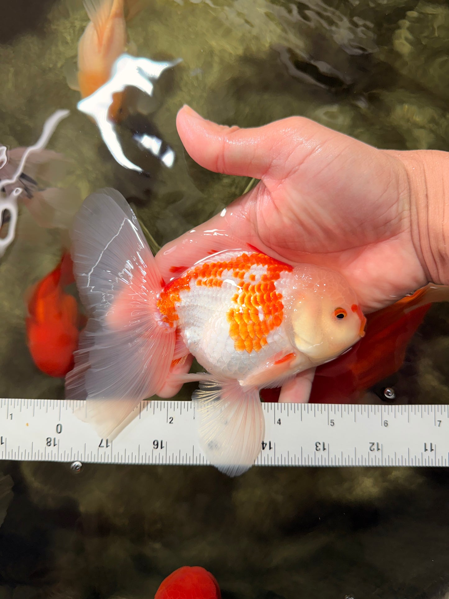 AAA Grade Red White Oranda Male 5.5 inches #062626OR_21