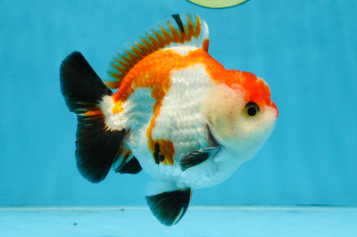 CHONKY A Grade Tricolor Yuanbao Male 4.5 inches #110725YB_06
