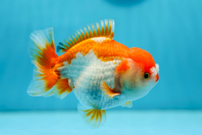 AAA Grade Red White Yuanbao Male 4 inches #0804YB_19