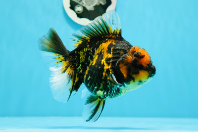 AAA Grade Young Godzilla Tiger Oranda Female 5.5 inches #0503OR_14