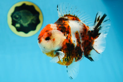 AAA Grade Godzilla Calico Yuanbao Male 4.5-5 inches #080125YB_14