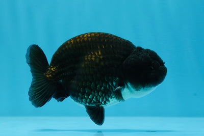 AAA Grade Young Black Ranchu Male 3.5 inches #0719RC_08