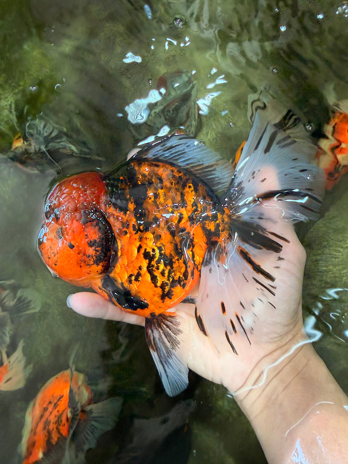 Tiger Oranda Female 7 inches #100926OR_12