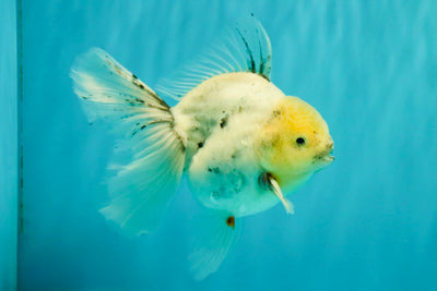 A Grade Marble Oranda Male 5.5-6 inches #062626OR_31