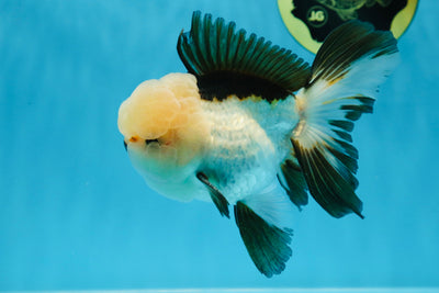 A Grade Popcorn Panda Oranda Male 5 inches #020725OR_30