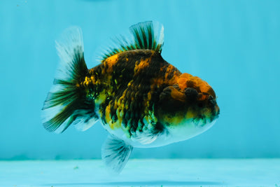 A Grade Tiger Yuanbao Female 4 inches #1117YB_10