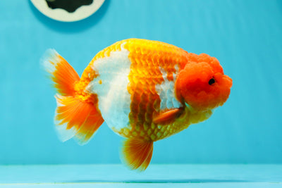 AAA Grade Orange Head Nemo Red White LionKing 5 inches #0329LC_10