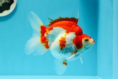 Ryukin de cola ancha rojo y blanco de grado AAA, hembra, 5 pulgadas, n.º 0517RK_22