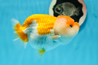 Super Wen Red White Lionchu Female 4 inches #1103LC_21