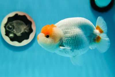 Buffalo Ranchu de catégorie A 4,5 à 5 pouces #121523RC_20