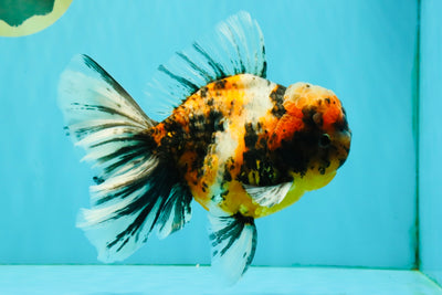 A Grade Calico Tiger Oranda Male 6.5-7 inches #080726OR_17