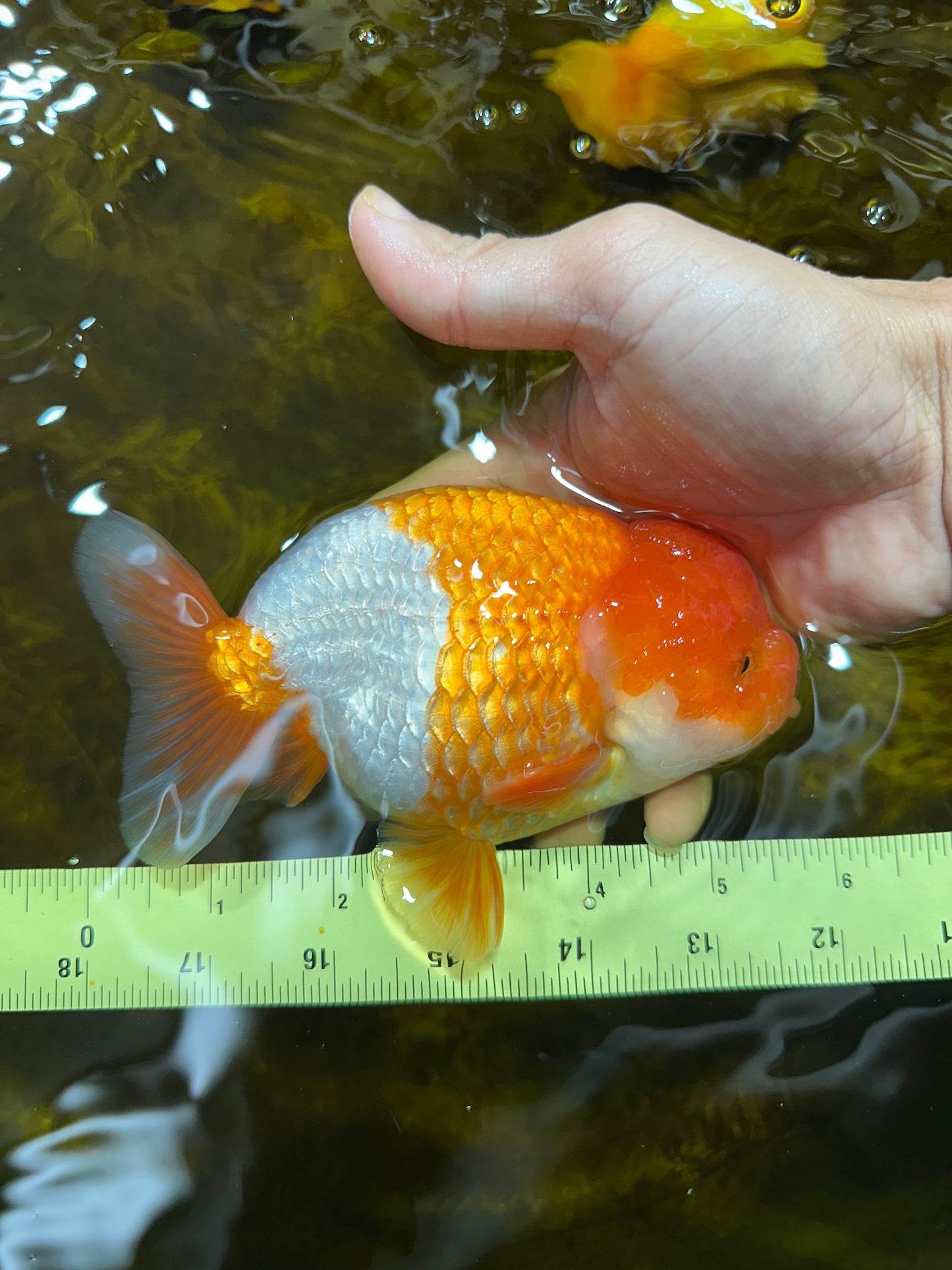 A Grade Red White LionKing 5.5 inches #091925LC_22