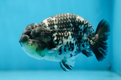 A Grade RARE White Tiger LionKing 4.5 inches #082925LC_04