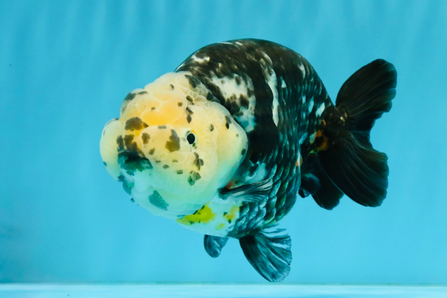 SPECIAL Chinese Ink Ranchu Male 5.5 inches #041026RC_21
