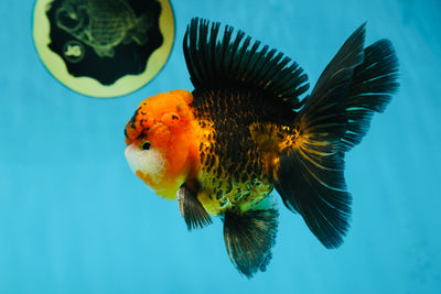 A Grade Dragon Tricolor Oranda Male 5 inches #060625OR_18