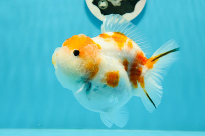 Sakura Yuanbao femelle super mignonne de 4,5 à 5 pouces #0126YB_08