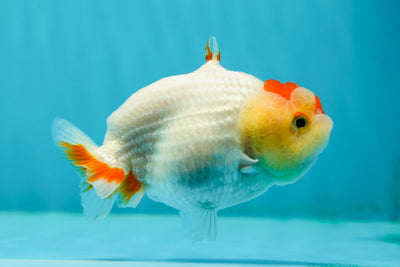 Baby Lemonhead Shark Lionchu Male 3.5-4 inches #0202LC_01