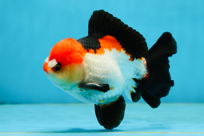 A Grade Pompom Tricolor Yuanbao Male 4.5 inches #062725YB_08