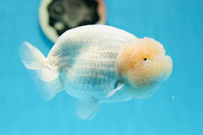 Une perle marbrée de catégorie A Wen Blanche-Neige LionQueen #0811LC_02