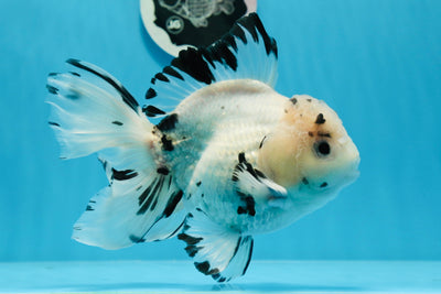 Panda oranda macho de cola rosa de grado A de 6,5 pulgadas n.º 0719OR_01