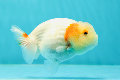 🌸 Sakura Lionchu Female 4.5 inches #0405LC_11