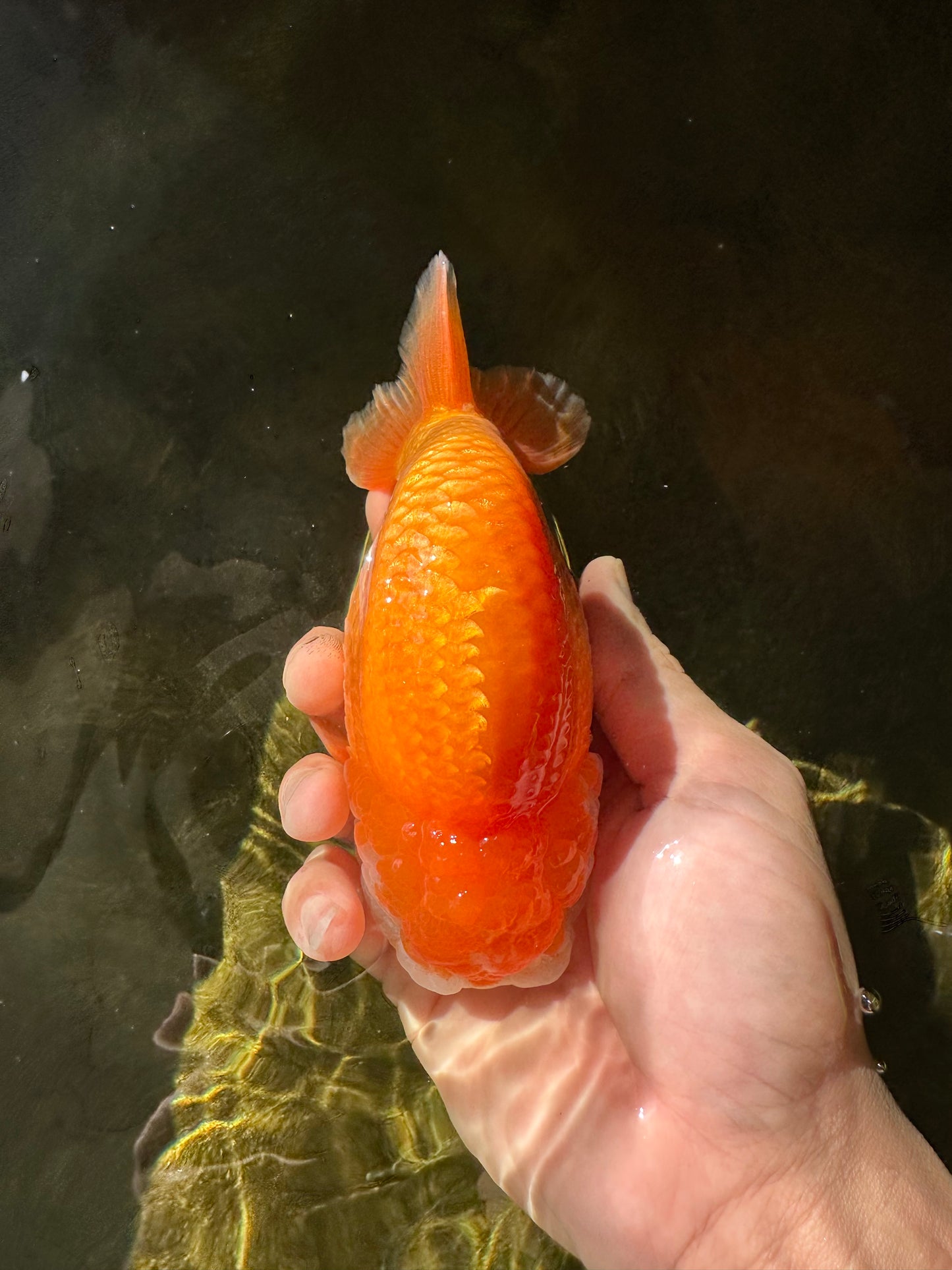 New ✨ Lovely Red White Color Lionchu Male 5 inches #0419LC_04