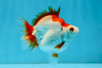 AAA Grade Red White Ryukin Female 4-4.5 inches #032726RK_25