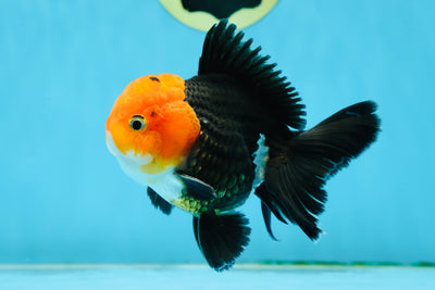 AAA Grade Red Head Oranda Male 4.5 inches #013125OR_26