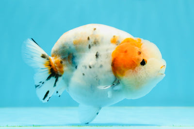 New ✨ AAA Grade Calico Blue Base LionQueen 4.5 inches #0419LC_08