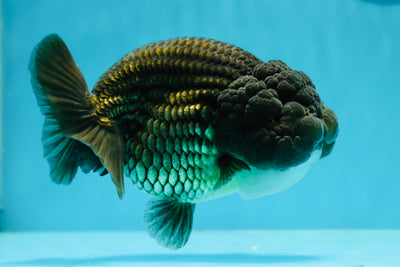 AAA Grade Black Copper Fluffy Wen LionQueen 5-5.5 inches #1201LC_08