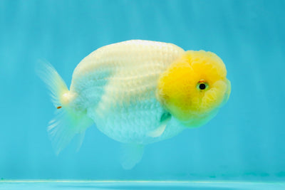 A Grade Lemonhead Snow White LionQueen 4 inches #0202LC_04