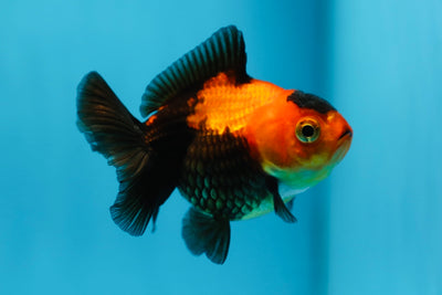 Oranda noir unique de catégorie A 3-3,5 pouces #0908OR_14